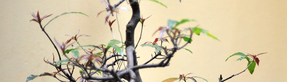 Suisse International Group